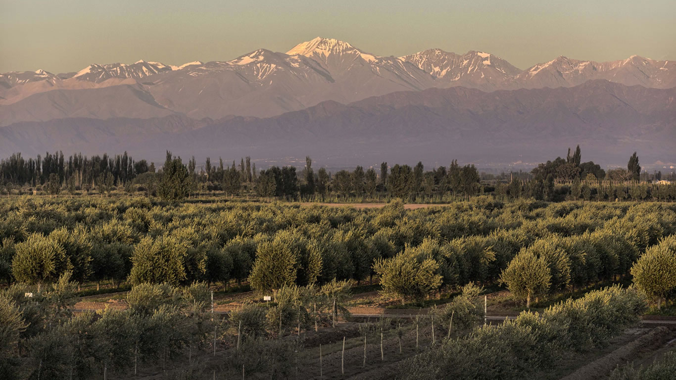 zuccardi